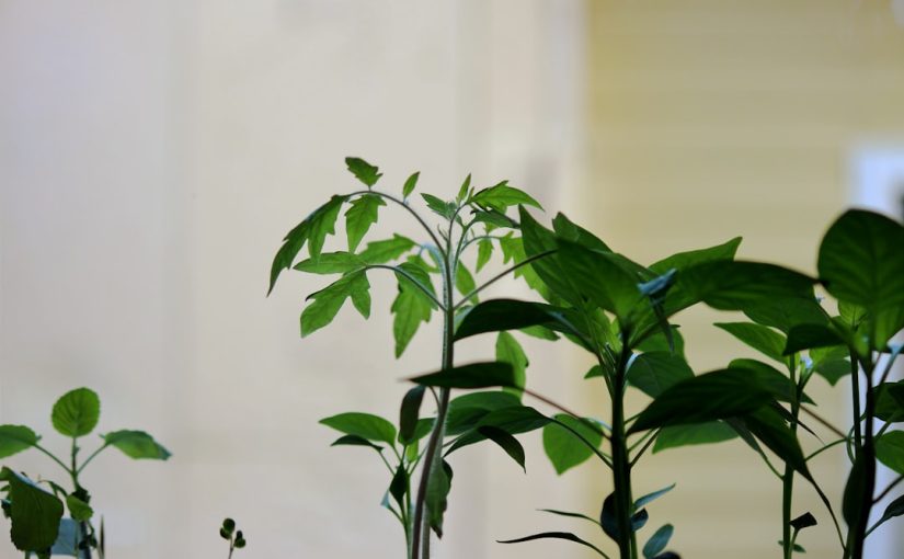 10 Plants That Keep Mosquitoes Away Naturally