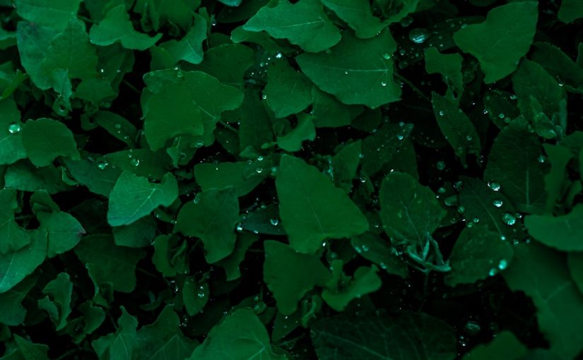 What Is a Microclover Lawn & Why You Should Plant One