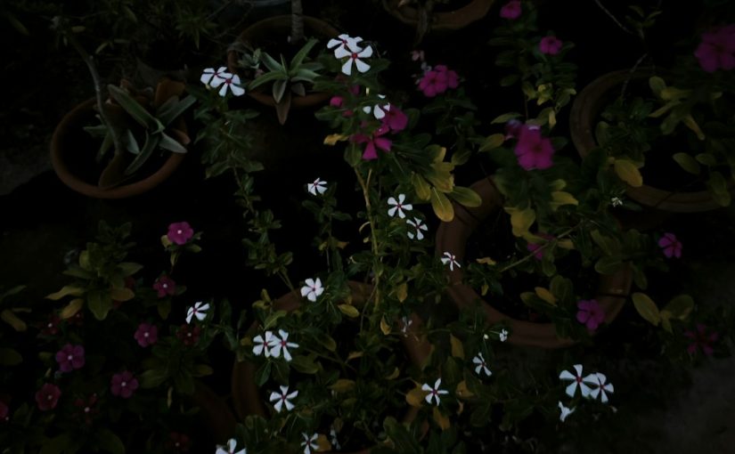 The Best Gardening Gloves to Protect Your Hands