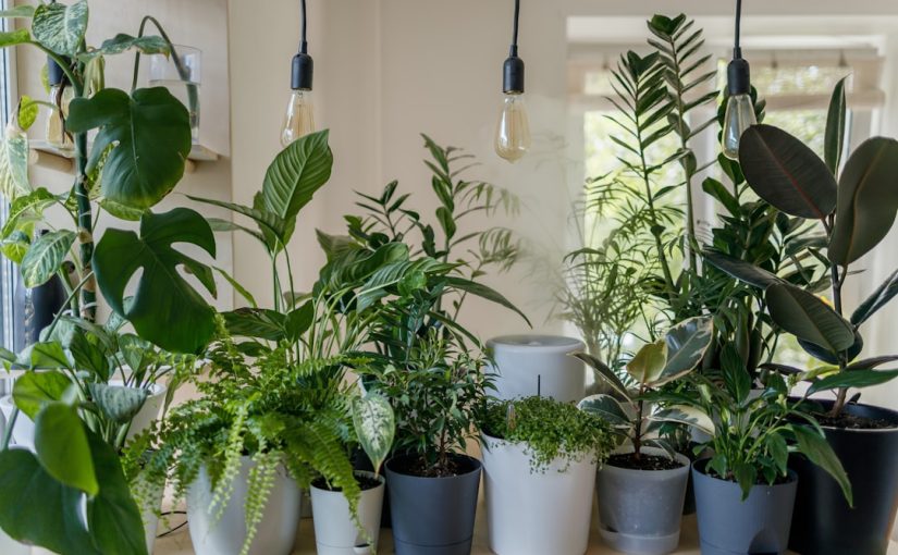 10 Best Low-Light Indoor Plants for Any Home