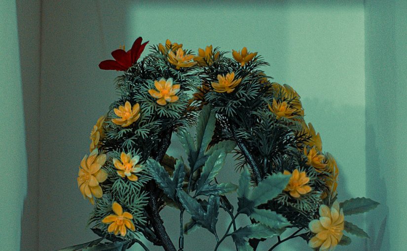 10 Hacks to Attract Butterflies to Your Garden