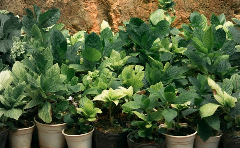 10 Hacks to Keep Houseplants Alive During Summer Heat