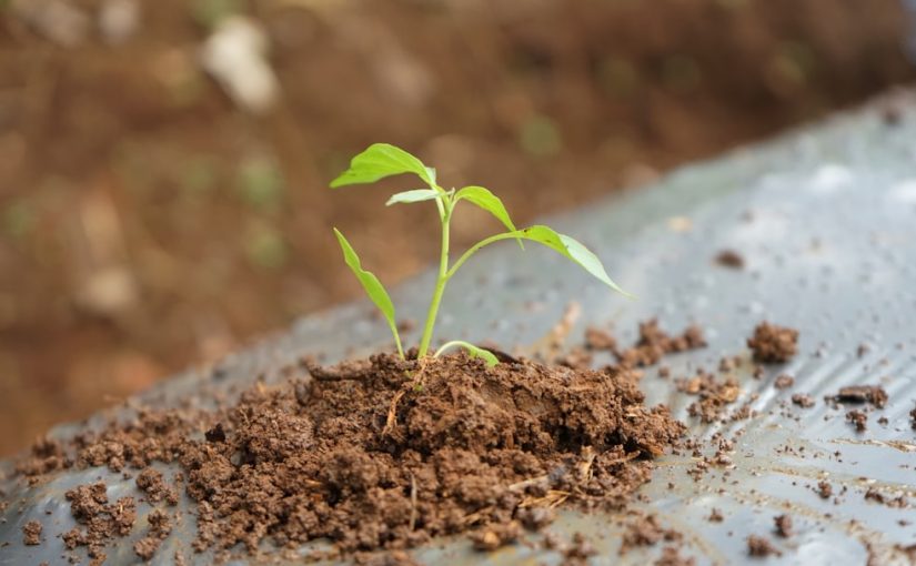 How to Start a No-Till Garden: A Beginner’s Guide