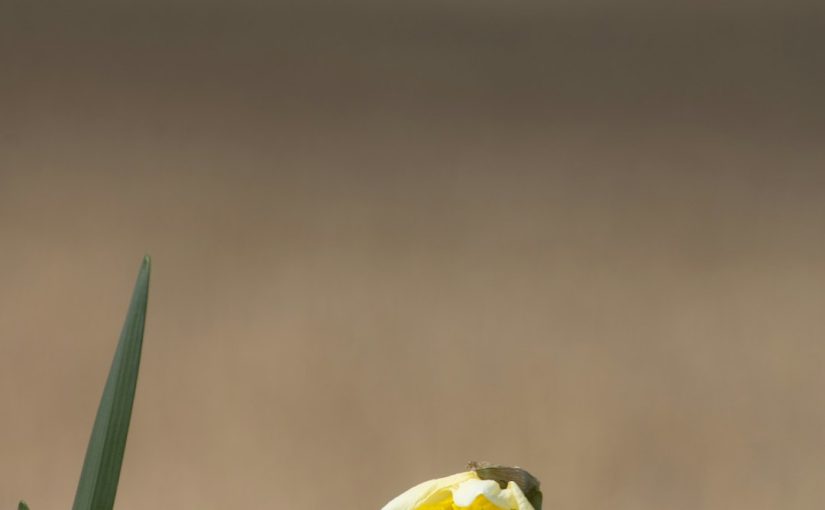 5 Spring Cleaning Tasks for Your Yard or Garden