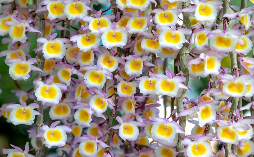 10 Plants & Flowers to Beautify Your Garden This Spring