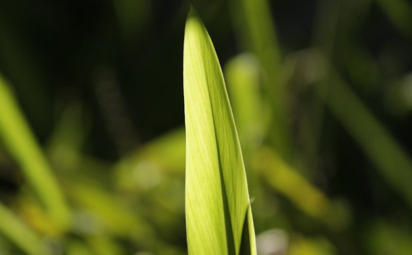 5 Best Vegetables to Grow in the Spring