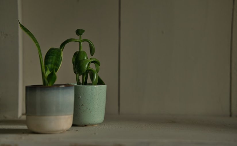 10 Houseplant Instagram Accounts We’re Obsessed With