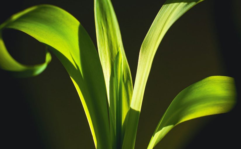 10 Tricks to Keep Your Houseplants Alive This Winter