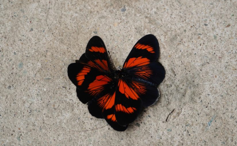 How to Make a DIY Butterfly Feeder: 2 Easy Methods