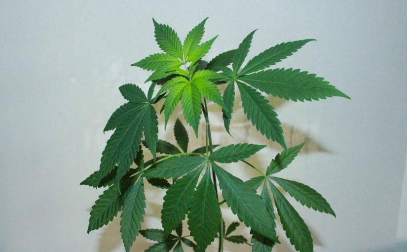 How Long for Weeds to Die After Applying Weed & Feed?