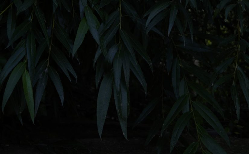 Is a Cedar Tree Toxic to a Dog?