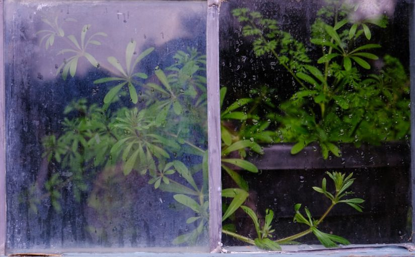 The Best Hydroponic Solution with Miracle-Gro