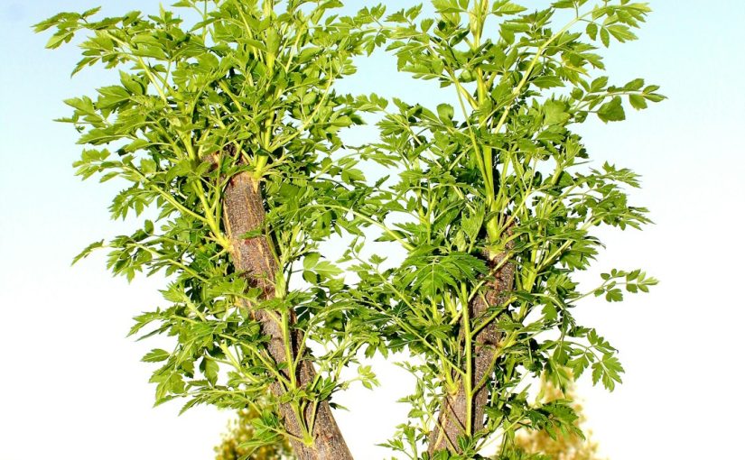 How Deep Do Dwarf Japanese Maple Roots Go?