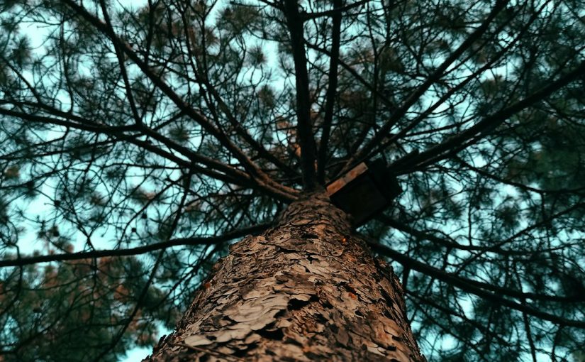How Long Can a Pomegranate Tree Live?