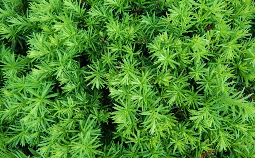 Can You Grow Cilantro from Refrigerated Cuttings?