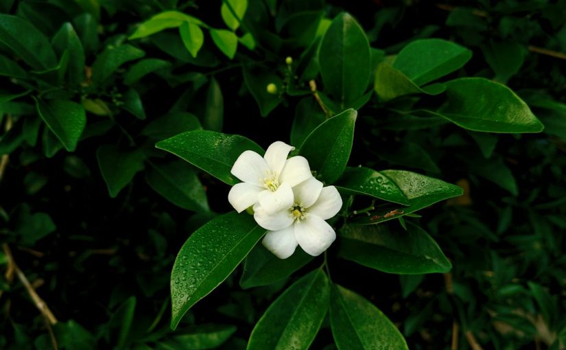 Can You Grow Jasmine in Massachusetts?