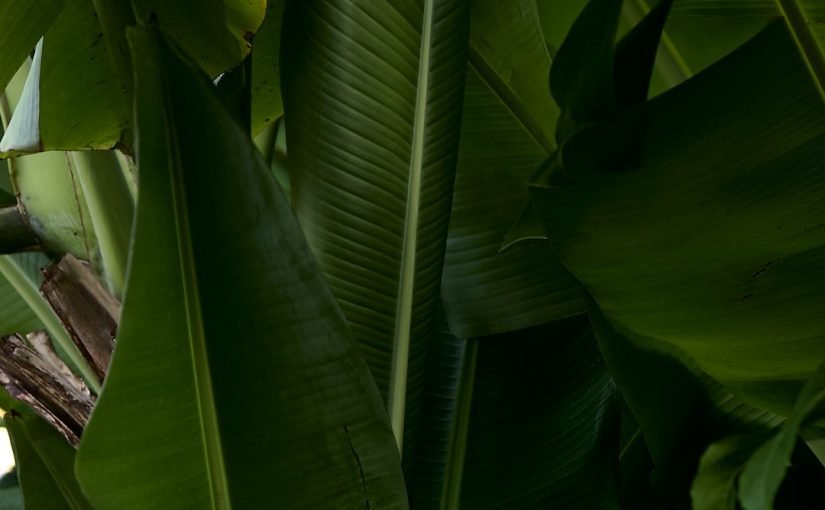 How Soon Can You Eat Veggies After Using Sevin?