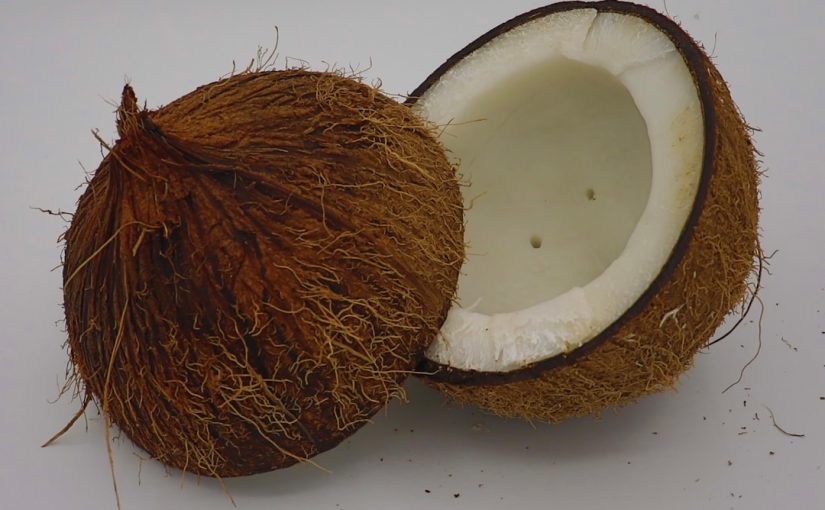 Where Is the Cotyledon in a Coconut?