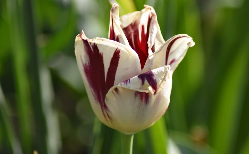 Are Tulips Poisonous to Humans?