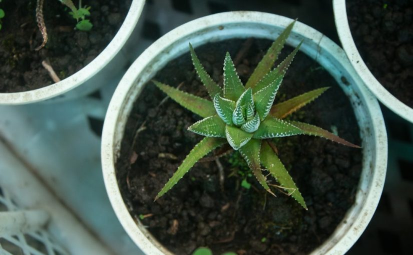 A Good Alternative to Oleander for Your Garden