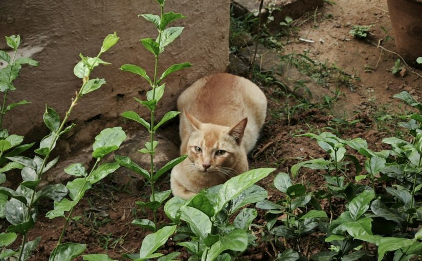 Is Fatsia Japonica Poisonous to Cats?