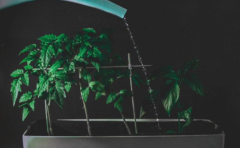 How Long to Submerge Plants to Kill Spider Mites?