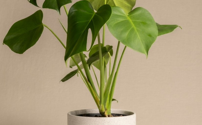 How to Identify and Treat Mexican Petunia Disease