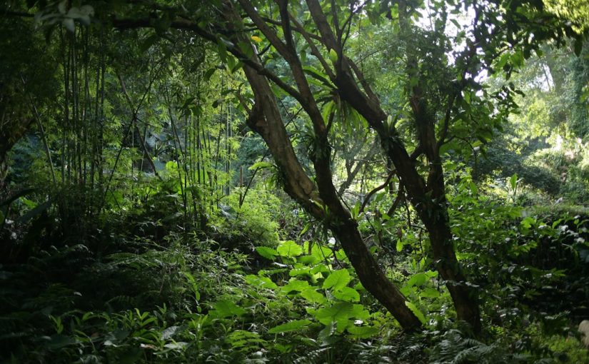 Descriptive Characteristics of Mushrooms for Identification