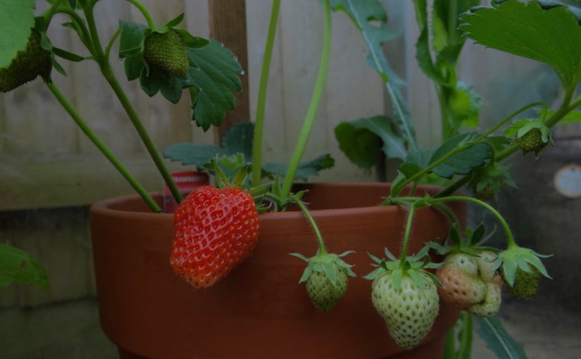 How to Stop Pill Bugs from Eating Strawberries