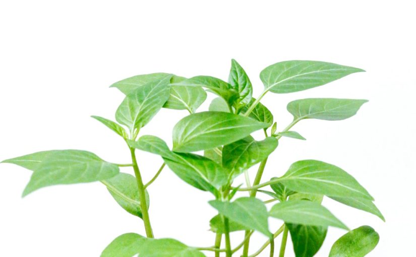 How to Branch a Dracaena for a Fuller Plant