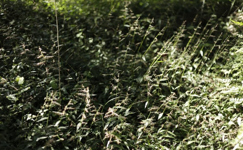 Weed Killer That Won’t Harm Blue Rug Juniper