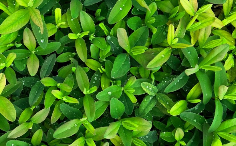 The Best Fertilizer for the Wax Myrtle