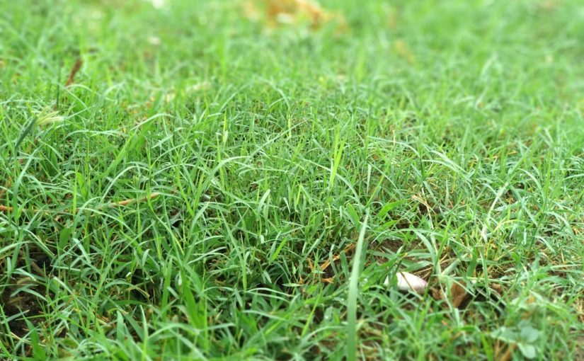 How to Promote New Sod Growth for a Lush Lawn