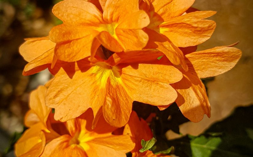 How to Grow Saffron in South Texas