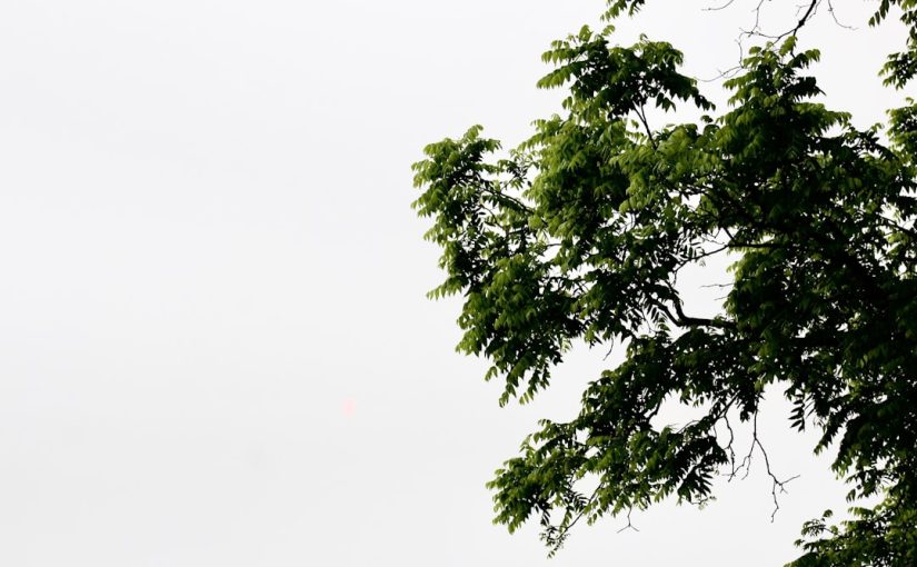 Why Do Leaves Turn Yellow on Cottonwood Trees?