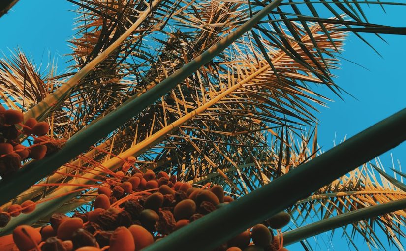 Are Orange Palm Tree Berries Poisonous to Dogs?