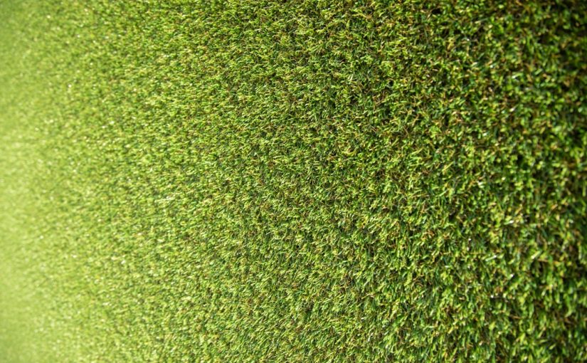 How Long for Boston Ivy to Cover a Fence?