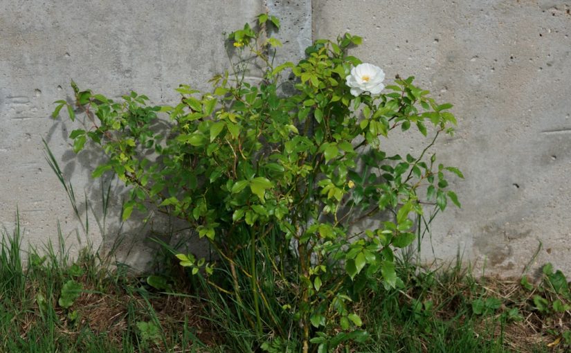 What Happens if You Let Your Grass Grow Too Long?