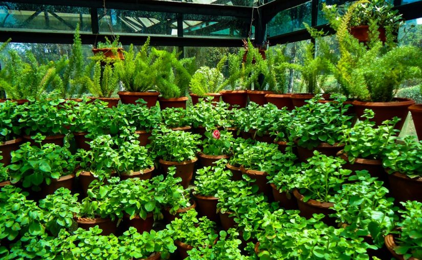 How to Transplant an Old Wisteria & Grapevine