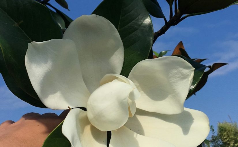 What Does Magnolia Smell Like?