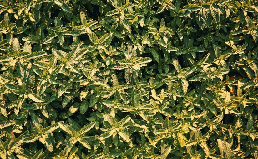 When to Cut Back Lemongrass