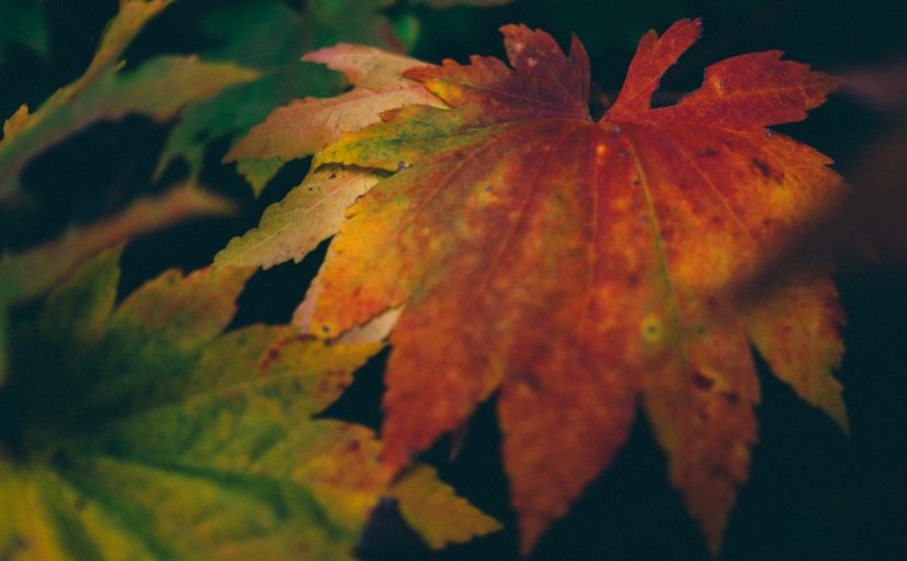 October Glory Maple vs. Autumn Blaze Maple: Which Is Better?