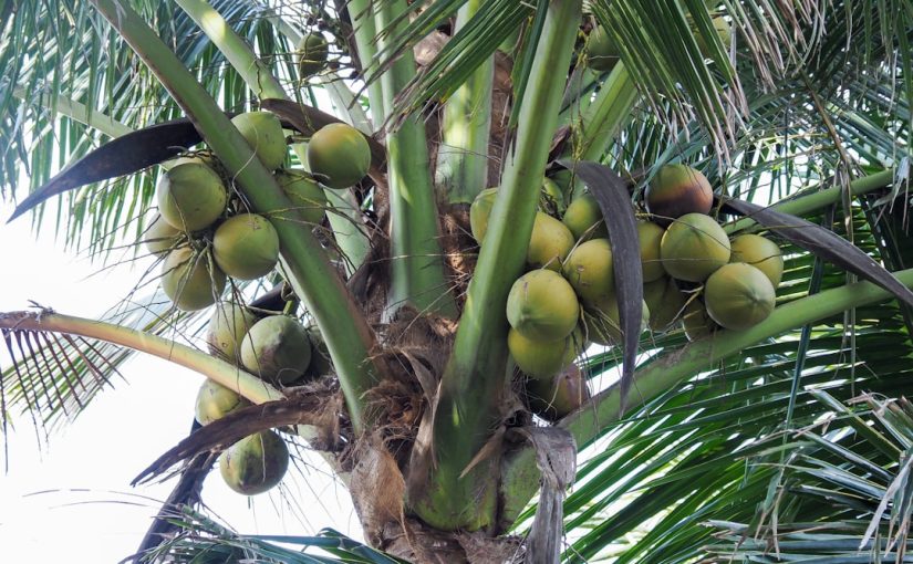 What Kind of Tree Nuts Grow in Florida?