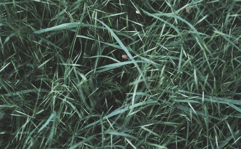 Will Grass Grow Back After Chinch Bugs?