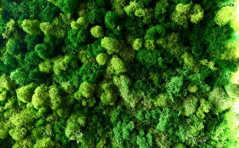 Fun Facts About Evergreen Trees in Washington State