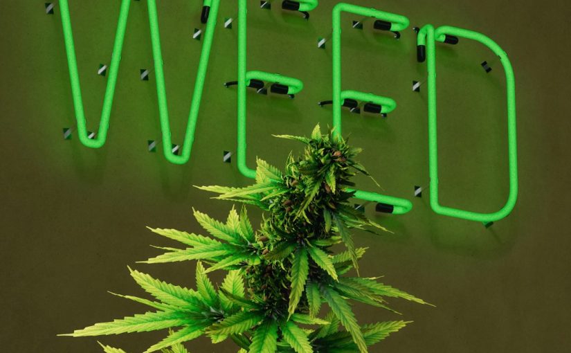 How to Kill Yucca With Salt