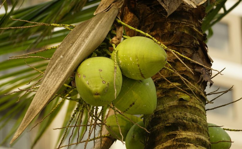 When Are Coconuts Ripe in Florida?