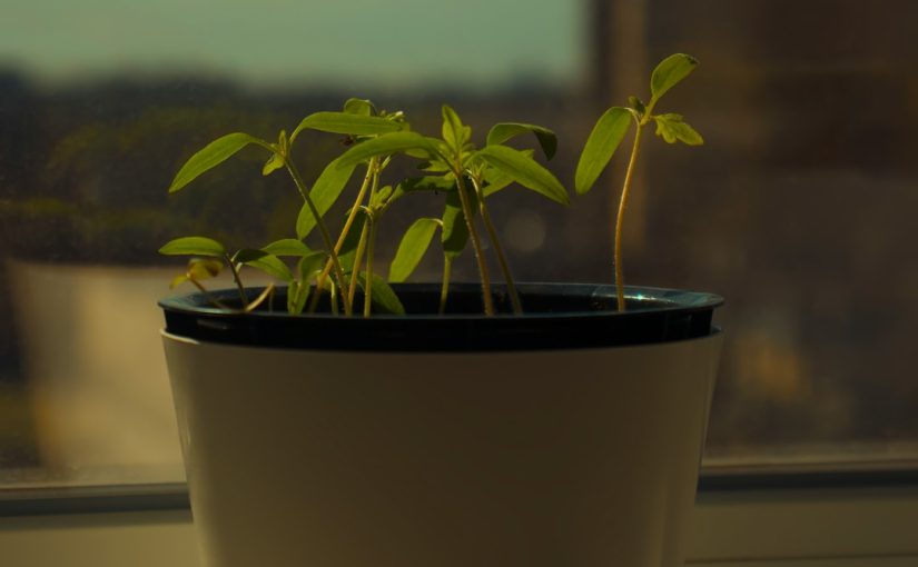 How to Train Mandevilla to Climb