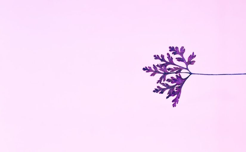 Growing Lavender in New Jersey: A Guide