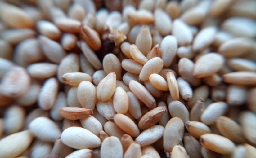 Can You Propagate Seeds from Dried Figs?